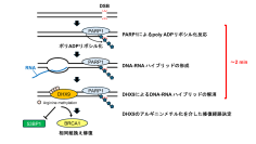 【東京工科大学】DNA二本鎖切断修復の制御に重要な初期過程を解明