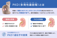 【麻布大学】ネコの多発性嚢胞腎に関わる遺伝子変異、減少傾向を確認～ペット保険データ・遺伝子検査データを解析～