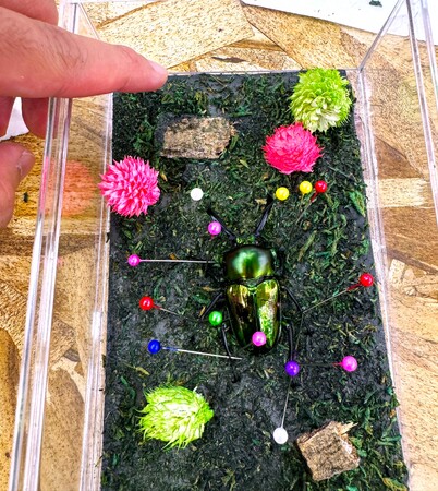 【福岡県大木町】7月31日(金)、8月1日(土)カブクワ 昆虫標本づくり体験イベント開催!