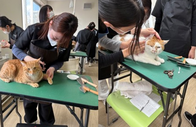 「猫が好き」を仕事に。国際アート＆デザイン大学校「キャットグルーマーコース」犬だけじゃない！猫も美しくする時代へ