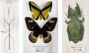 世界最大級のナナフシ(左)とゴライアストリバネアゲハ(中央)、右は葉っぱに擬態するオオコノハムシ 世界最大級のナナフシ(左)とゴライアストリバネアゲハ(中央)、右は葉っぱに擬態するオオコノハムシ