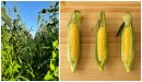 初夏のとうもろこし食べ比べ 初夏のとうもろこし食べ比べ
