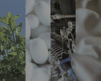 国産生糸シェア33.8％から0.13％の現実に挑む　埼玉発・「秩父シルク一元化構想」が始動　独自技術「SilKnit」で循環型シルク産業の再構築へ