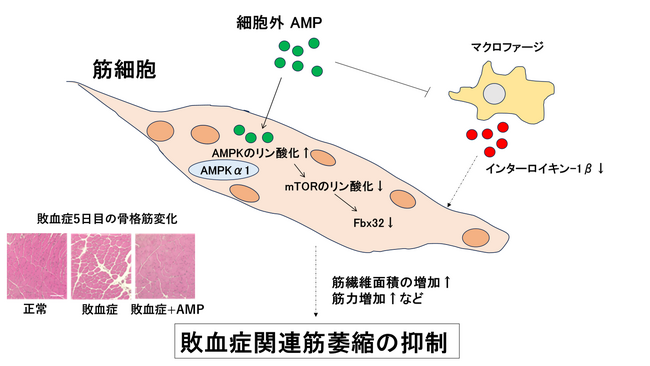 敗血症関連筋萎縮を抑制する新規治療薬の可能性