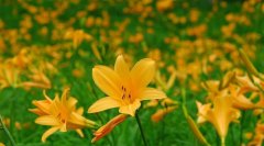 六甲高山植物園 一面に広がる黄色の花畑約2,000株の「ニッコウキスゲ」が見頃です！