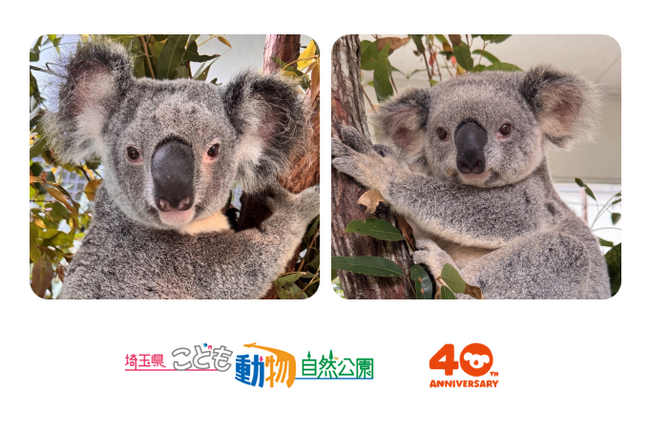【埼玉県】コアラ来園40周年記念 こども動物自然公園に新たにコアラ2頭が仲間入り!