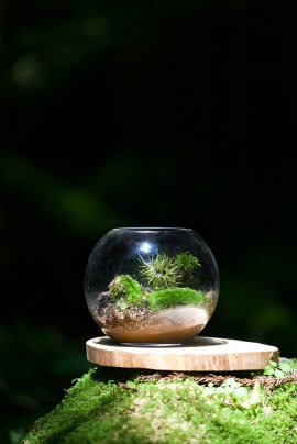 ガイドと共に「苔リウム・アート」作りを楽しめます ガイドと共に「苔リウム・アート」作りを楽しめます