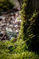 自然界をじっくり観察すると、苔リウムのアイデアが広がります 自然界をじっくり観察すると、苔リウムのアイデアが広がります
