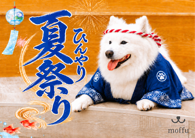 猛暑の避難所は、もふもふの中に。真っ白サモエドと涼む「ひんやり夏祭り」8月から開催