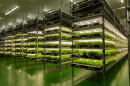 水耕栽培プールを用いた植物工場 水耕栽培プールを用いた植物工場