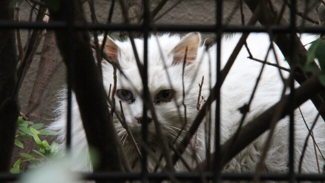 いまだ集まり続ける「命を救え」の声。環境省へ『ノネコ・ノイヌを狩猟対象から外して』追加署名36,838筆を提出！