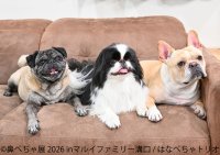 フレブルやパグなど“鼻ぺちゃ犬”の作品・グッズが大集合！「鼻ぺちゃ展2026」マルイファミリー溝口で9月2日から初開催　限定グッズや『あうんのてんぽ』作者の来場イベントも