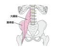 02_腸腰筋の解剖図