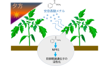 植物は夕方に「香り」で防御態勢を整える―植物間コミュニケーションを担う新たな空気中シグナルを発見―