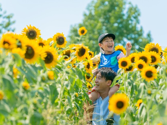 【8月開花予想】夏風に揺れる、ひまわりの丘~7万本のひまわり~【ハーベストの丘】