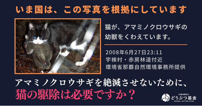 アマミノクロウサギは猫の駆除前からすでに5倍に増加―根拠のない”イエネコ”の「防除推進外来種」指定に反対