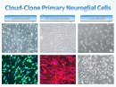図 2 Cloud-Clone 初代神経グリア細胞