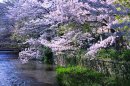 本施設前にある白川の桜 本施設前にある白川の桜
