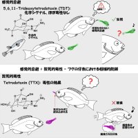 【日本大学】フグ仔魚の新たな生存戦略を解明―ほぼ毒性のないフグ毒類縁体「TDT」が捕食者を瞬時に退ける「警告シグナル」として機能―