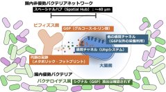 腸内バクテリアの「盗み聞き」戦略を解明 ～腸内の「非優勢バクテリア」たちが手を組み、腸内環境の安定を支えていたことが明らかに～