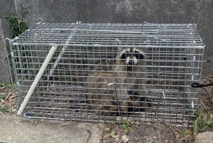 深刻化するアライグマ被害への対応策神戸市では市民と連携した「KOBEアライグマバスターズ」が始動!